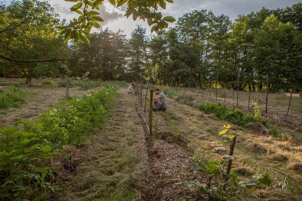 Arbres à noix  Pépinière aux Arbres Fruitiers