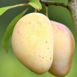 blanche-de-letricourt-