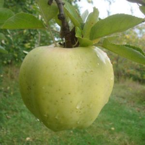 calville-blanc-dhiver