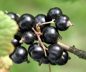 cassis libre de droit 2