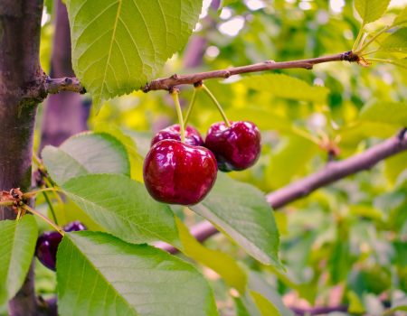 cerises