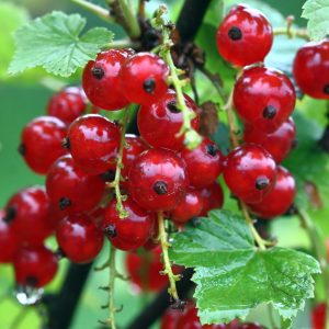 groseille rouge libre de droit