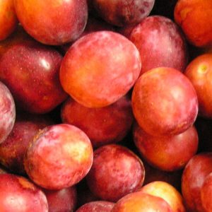mirabelle de bourgogne