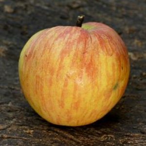 reinette de montbard